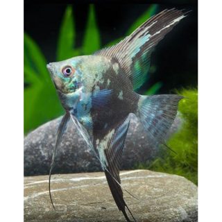 PTEROPHYLLUM SMOKE  3-4cm