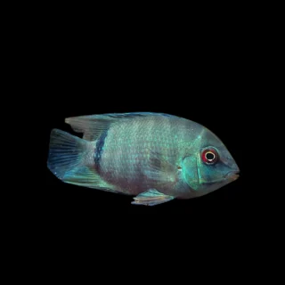 Cíclido Falso Disco | Cichlasoma Heros severum