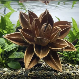 Flor de loto seco (1 ud)