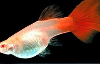 GUPPY ROJO SOLIDO HEMBRA