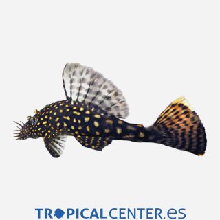 Ancistrus moteado 💎HQF💎