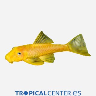 Ancistrus  Oro 💎HQF💎