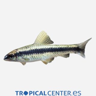 Zorro volador siamés