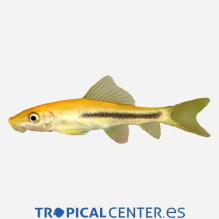 Chupa algas siamés Negro oro