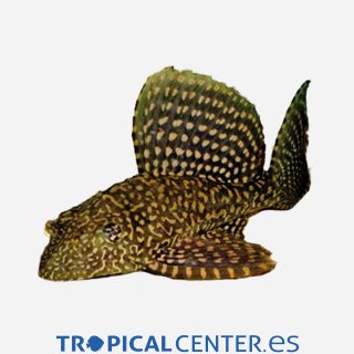 Pleco mariposa L001 Oro