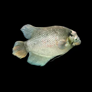 Gourami Gigante Labios de Goma | Osphronemus goramy