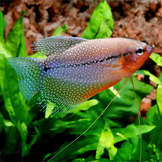 Gourami Perla | Trichogaster leeri