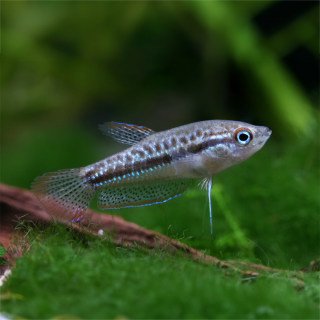 Gourami Pigmeo | Trichopsis pumila