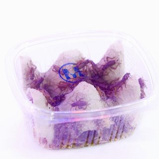 Grillo Rubio Mediano – Grande   M-L   (Acheta domestica)