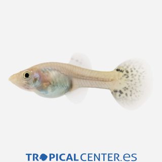 Guppy Cobra verde 💎HQF💎 (hembra)