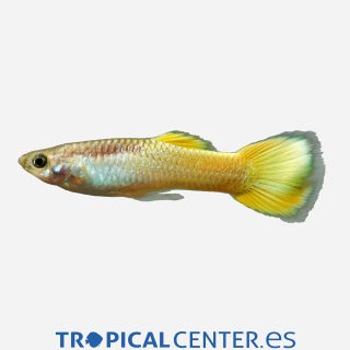 Guppy Limón 💎HQF💎 (macho)