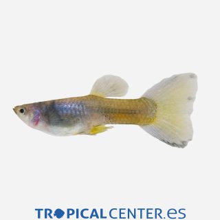 Guppy Verde Moscú (macho)