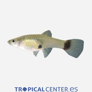 Guppy Neón azul (hembra)