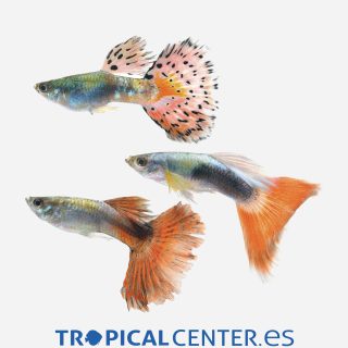 Guppy Surtido 💎HQF💎 (macho)
