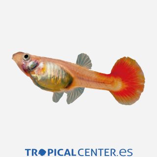 Guppy Rojo sangre (hembra)