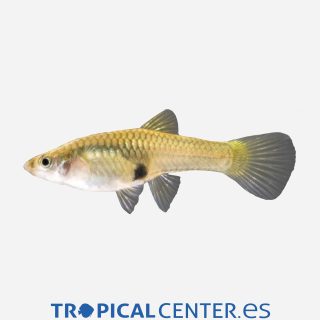 Guppy endler 💎HQF💎 (hembra)