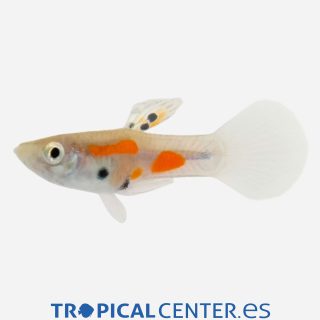 Guppy endler Calicó (macho)