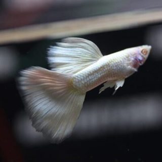 GUPPY BLANCO VELO