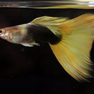 GUPPY ORO TUXEDO AMARILLO