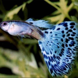 GUPPY COBRA AZUL