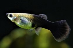 GUPPY  TUXEDO NEGRO HEMBRA