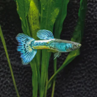 Guppy Dumbo Verde Mosaico | Lebistes Reticulatus
