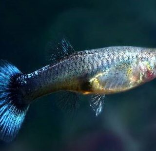 GUPPY HEMBRA AZUL