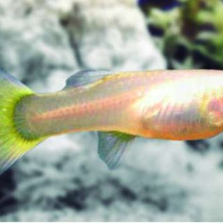GUPPY HEMBRA AMARILLA