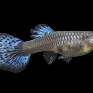 GUPPY HEMBRA DUMBO CALICO ROJO