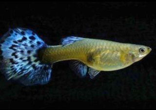 GUPPY HEMBRA COBRA AZUL