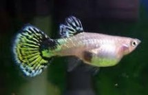 GUPPY HEMBRA COBRA VERDE