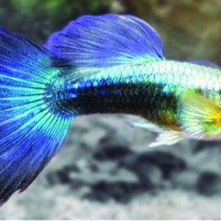 GUPPY TUXEDO AZUL