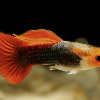GUPPY TUXEDO ROJO COLA CORTA
