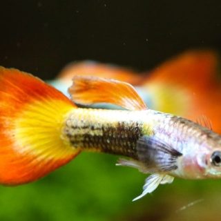 GUPPY LLAMA METALICO