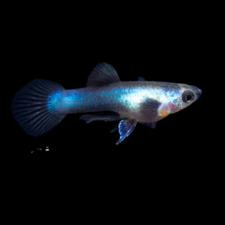 Guppy Macho Panda Azul Oscuro | Lebistes Reticulatus