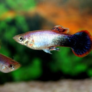 GUPPY MACHO SHAKTHI-BATIK