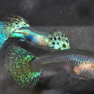 GUPPY MOSAICO AZUL VELO HEMBRA