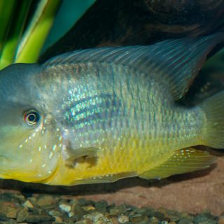 GEOPHAGUS BALZANII