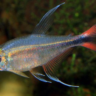 HEMIGRAMMUS FILAMENTOSUS