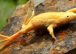 HYMENOCHIRUS CURTIPES GOLD