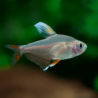 Tetra Rosado Bentosi | Hyphessobrycon bentosi