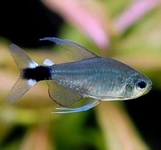 HYPHESSOBRYCON ELEACHYS