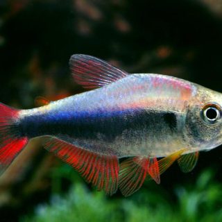 HYPHESSOBRYCON PERU RED BLUE