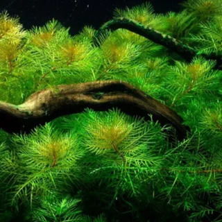 MYRIOPHYLLUM MATTOGROSSENSE VERDE POT