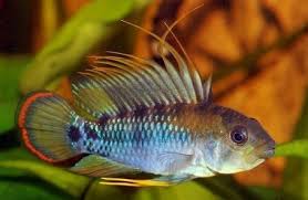 APISTOGRAMMA BAENCHI INCA. PAREJA