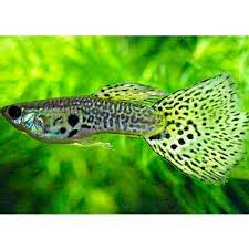 GUPPY MOSAICO-COBRA  VERDE