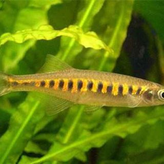 INLECYPRIS AUROPURPUREA