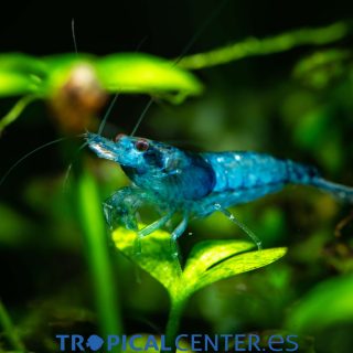 Gamba Azul turquesa