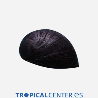 Caracol casco militar