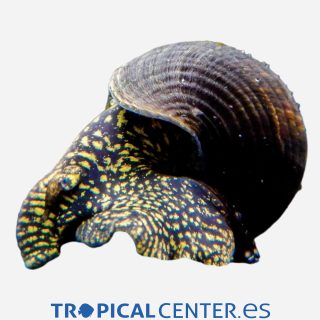 Caracol conejo Amarillo con puntos